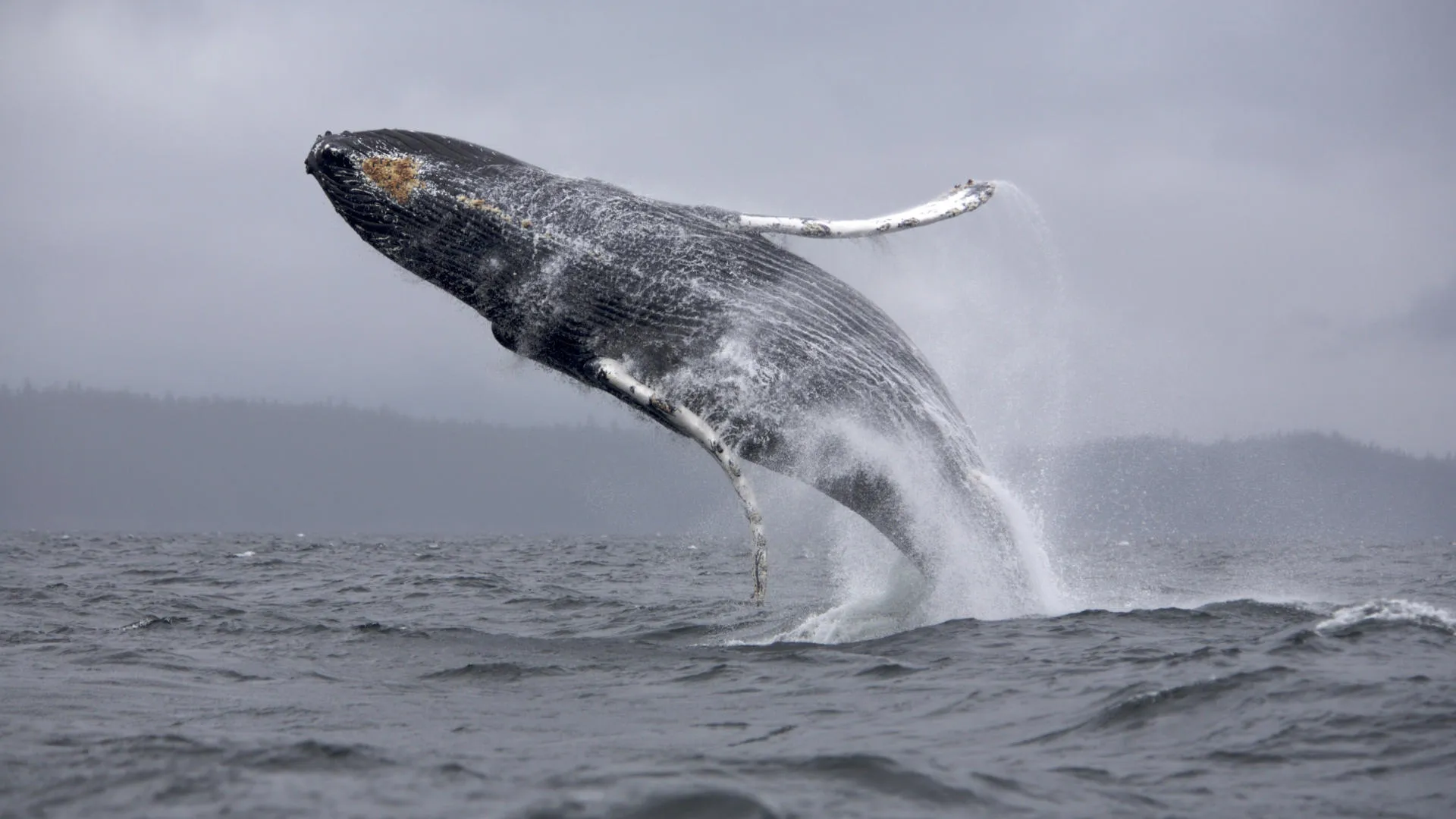 Nota sobre Las Ballenas Jorobadas y Puerto Vallarta