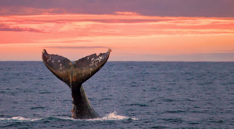 Nota sobre Bienvenidas las ballenas jorobadas a México