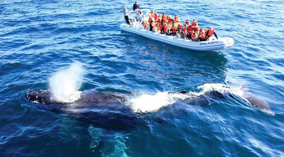 Nota sobre La ballena jorobada, huésped distinguido de México