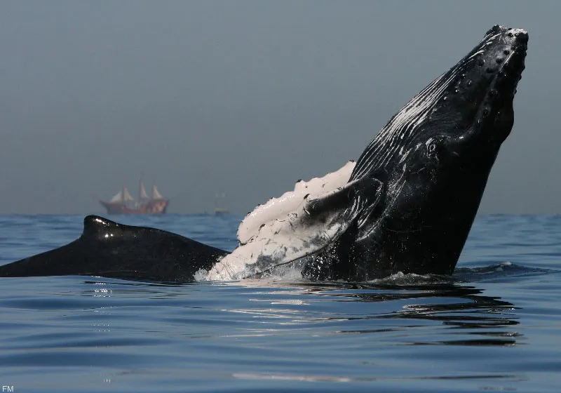 Nota sobre La ballena jorobada, huésped distinguido de México