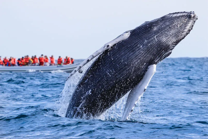 Nota sobre ¡Ya vienen las Ballenas Jorobadas!