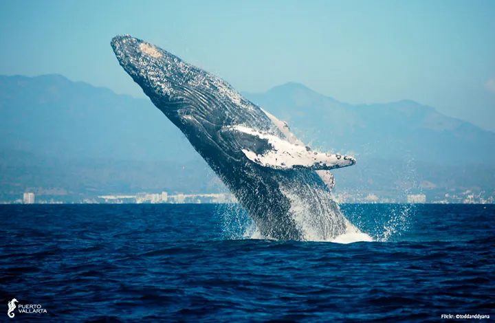 Nota sobre 4 razones para no perderte las ballenas en Puerto Vallarta