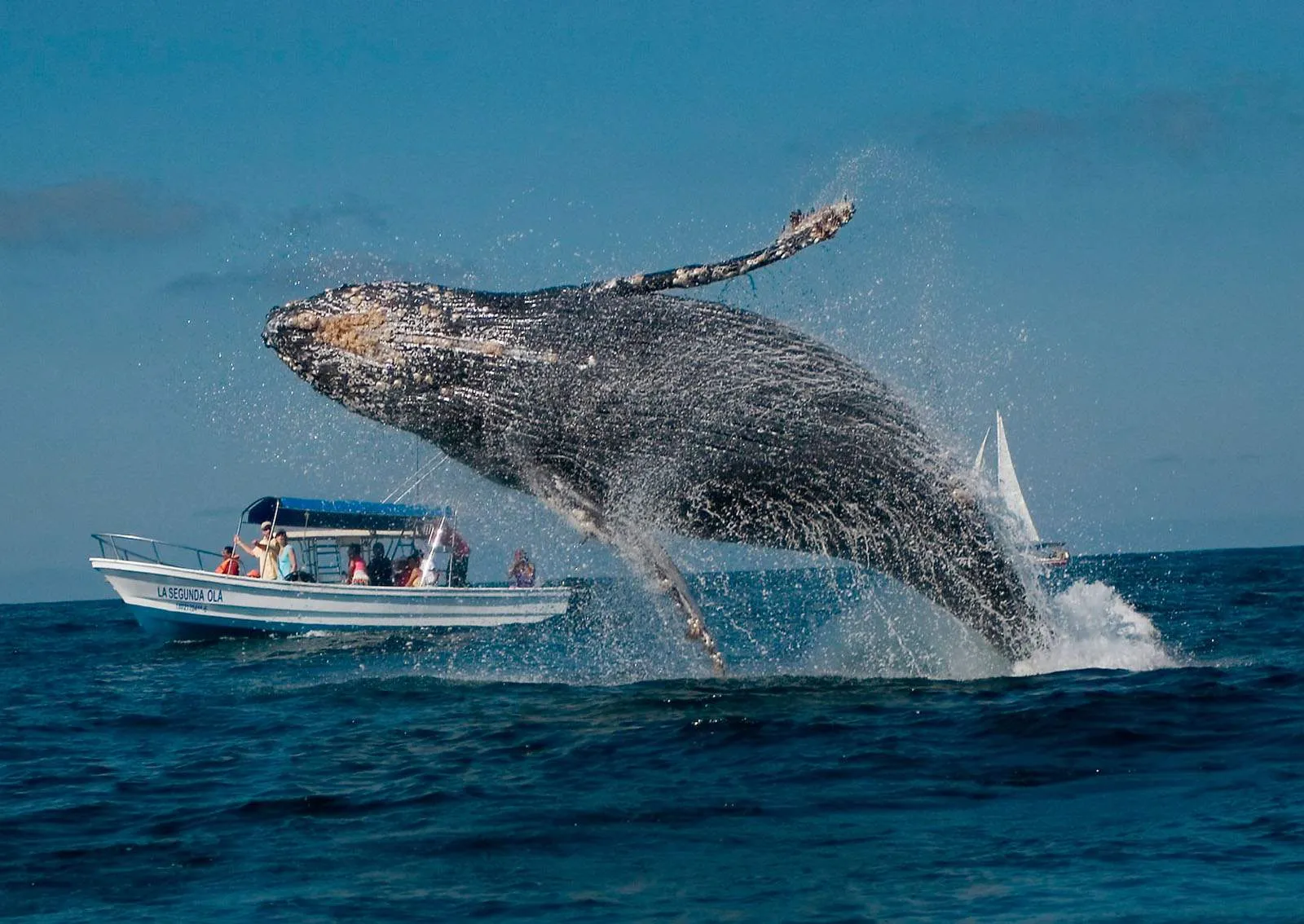 Nota sobre Emotivo rescate de ballena jorobada