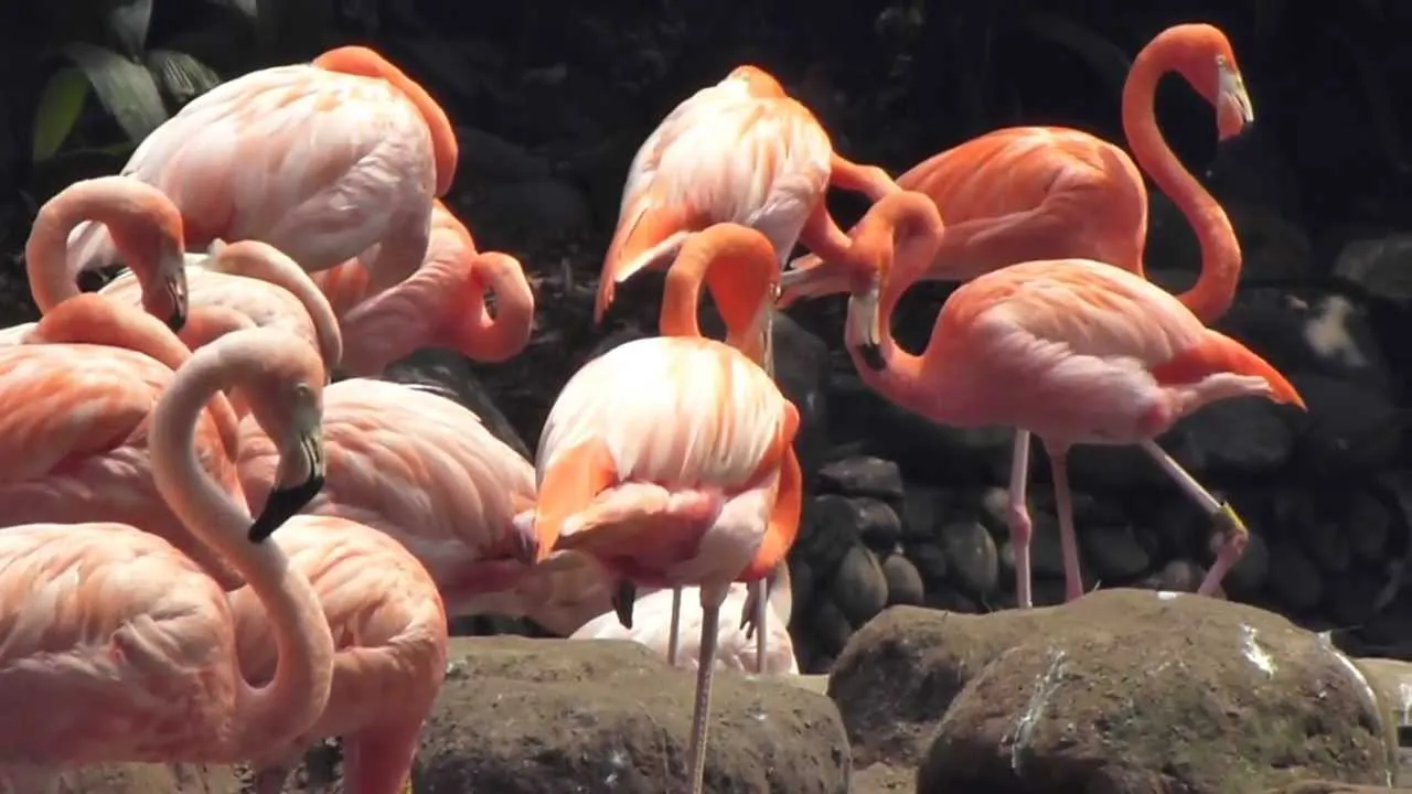 Nota sobre Los flamencos rosados de Celestún, Yucatán