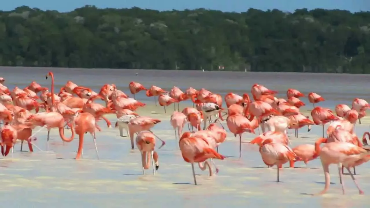 Nota sobre Avistamiento de aves en Ría Celestún, Campeche