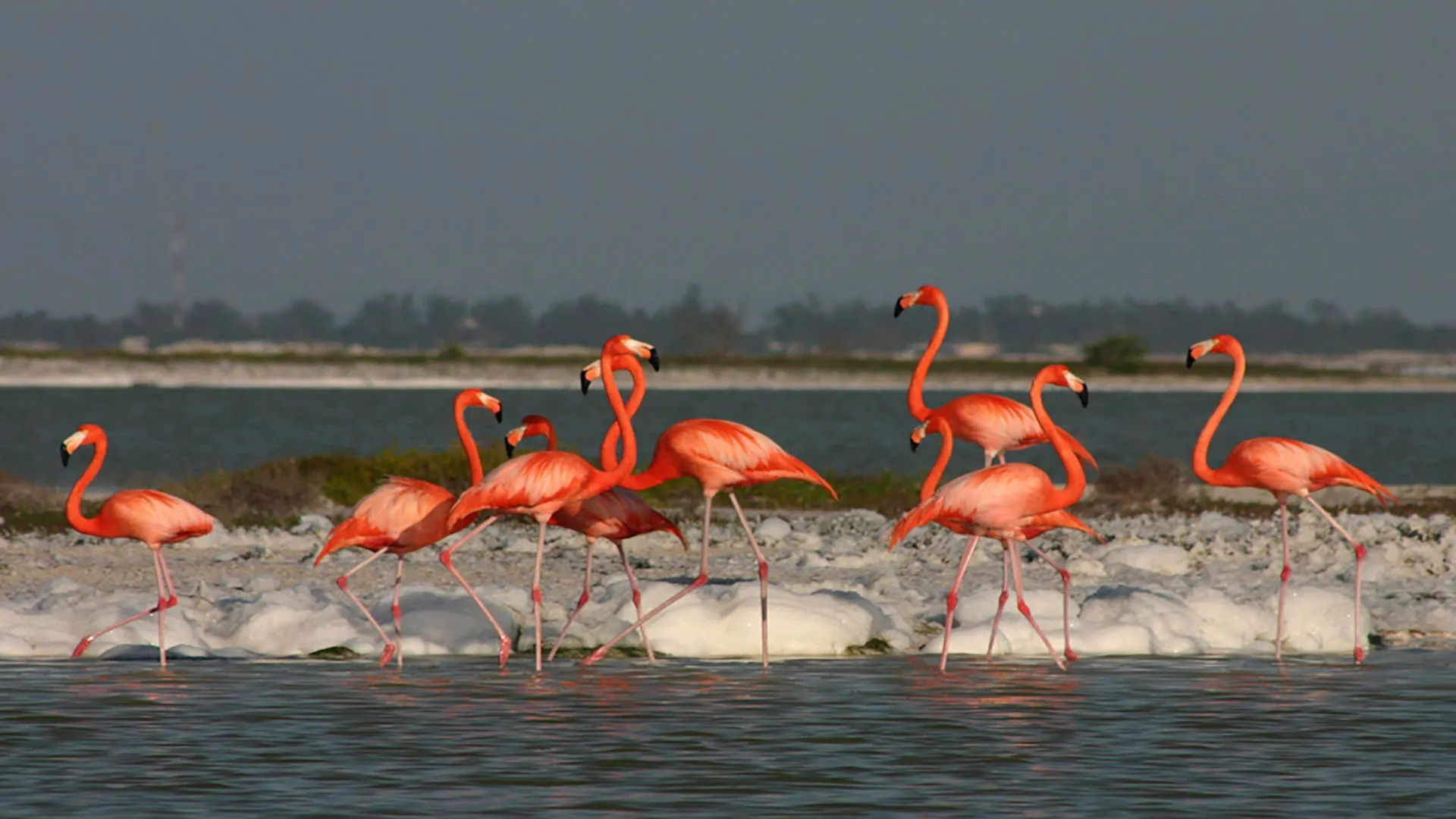 Nota sobre Santuario de Flamingos Rosados