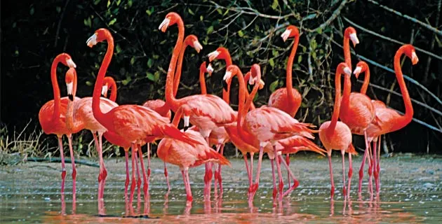 Nota sobre Ría Lagartos y las Coloradas, naturaleza en Yucatán