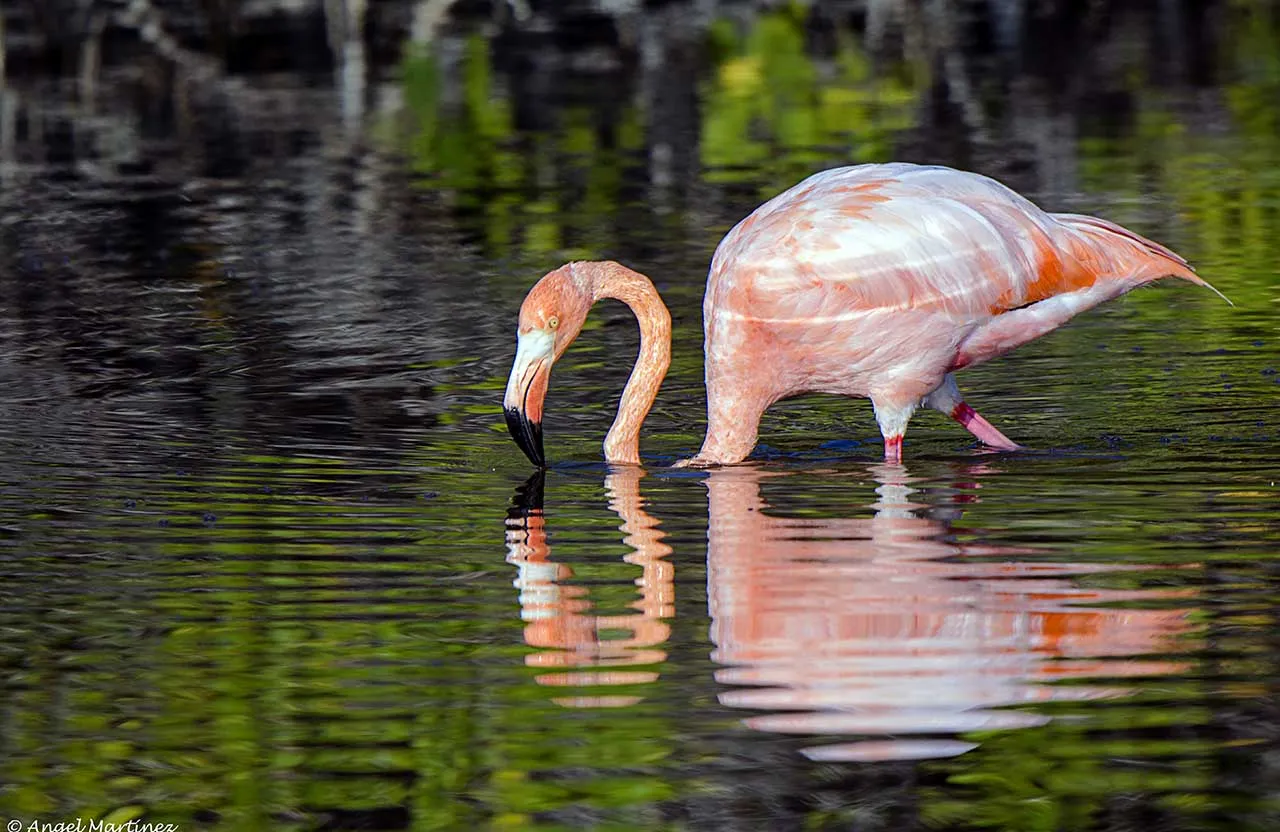 Nota sobre Cuándo es la temporada de flamingos en Río Lagartos