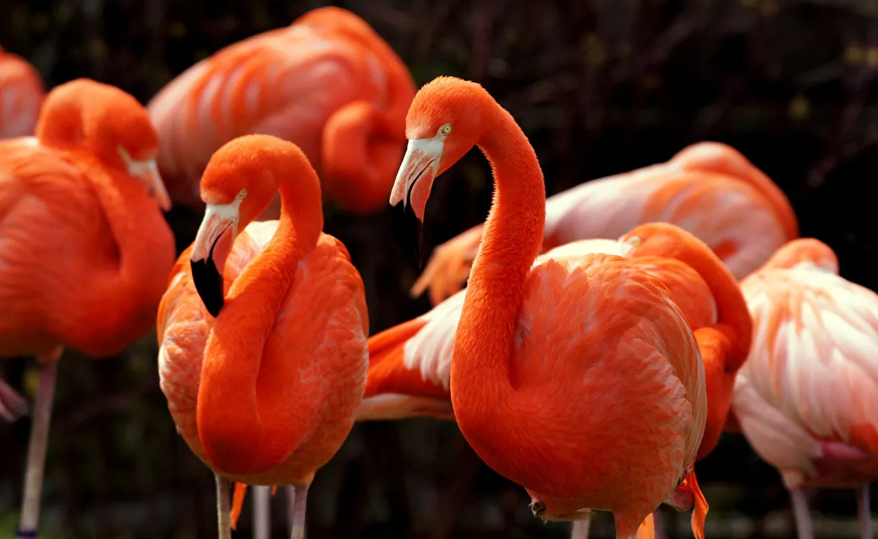 Nota sobre Migración de flamingos rosados a México