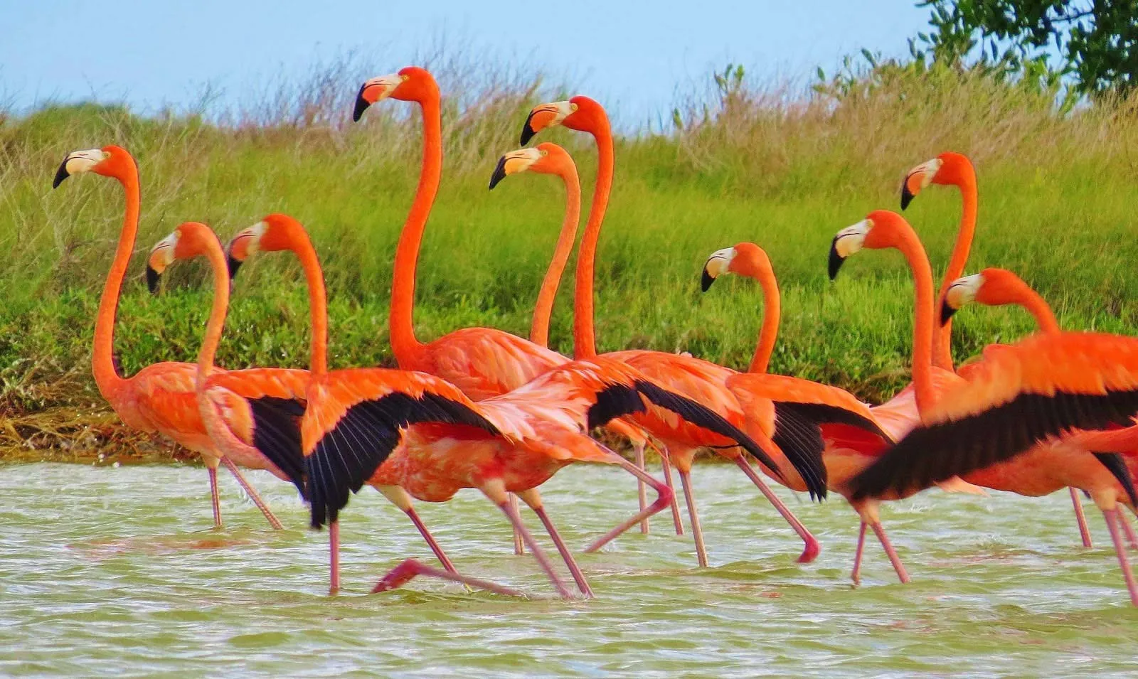 Nota sobre Cuándo es la temporada de flamingos en Río Lagartos