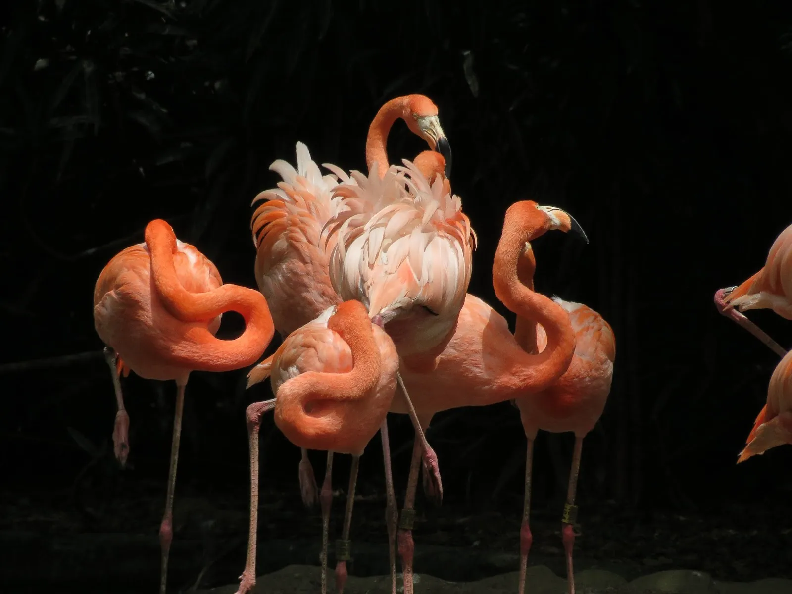 Nota sobre Flamingos Celestún