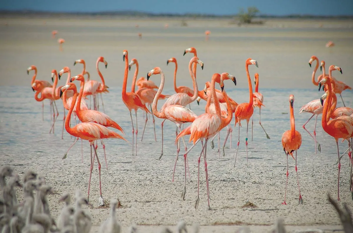 Nota sobre Flamenco rosado en peligro de extinción