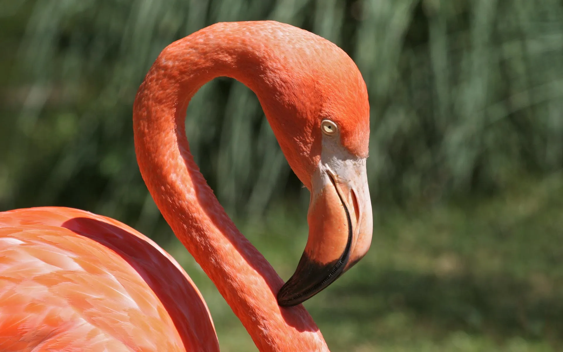 Nota sobre ¿Dónde viven los flamencos?