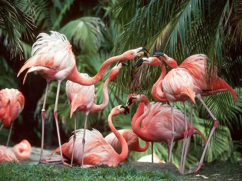 Nota sobre Flamenco Rosa Yucatán