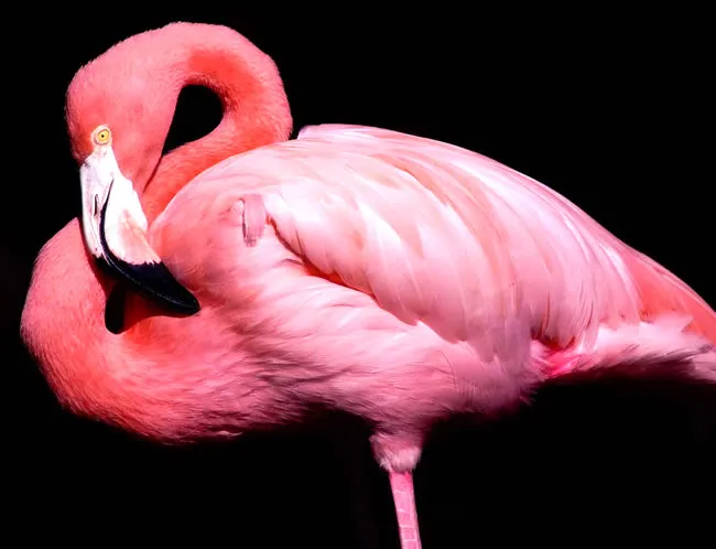 Nota sobre ¿Dónde viven los flamencos?