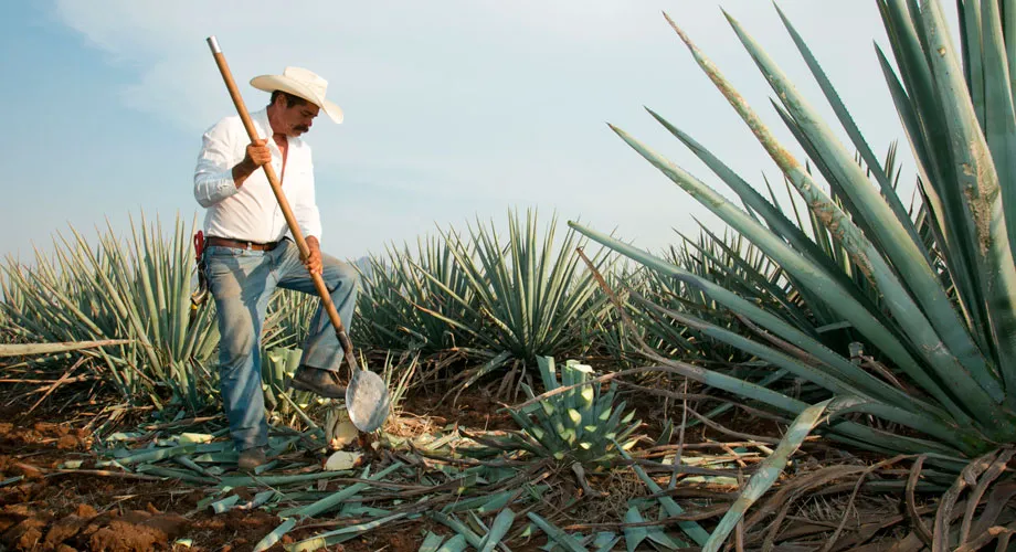 Nota sobre Tequila, Jalisco, un emblema mexicano