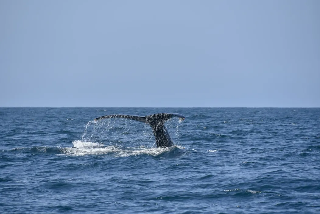 Nota sobre Los Cabos y Huatulco: dos pueblos mágicos para disfrutar