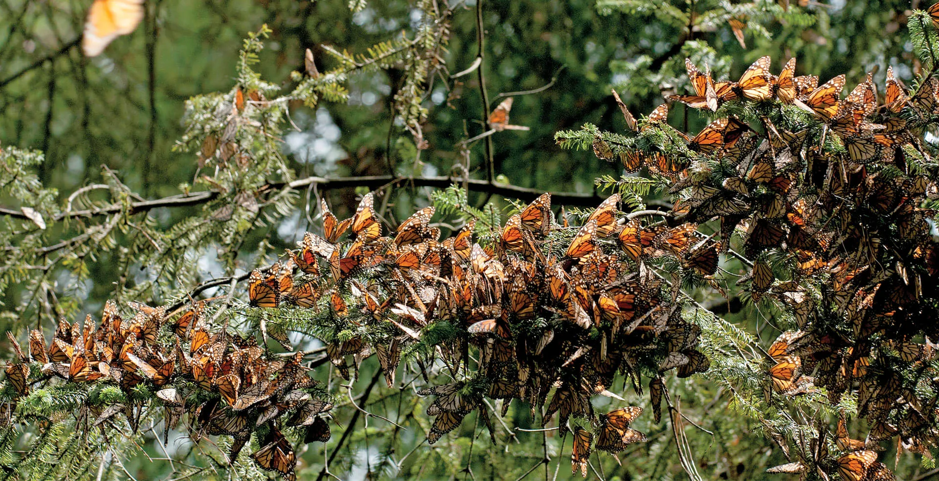 Nota sobre  Conoce los insectos comestibles más populares de México