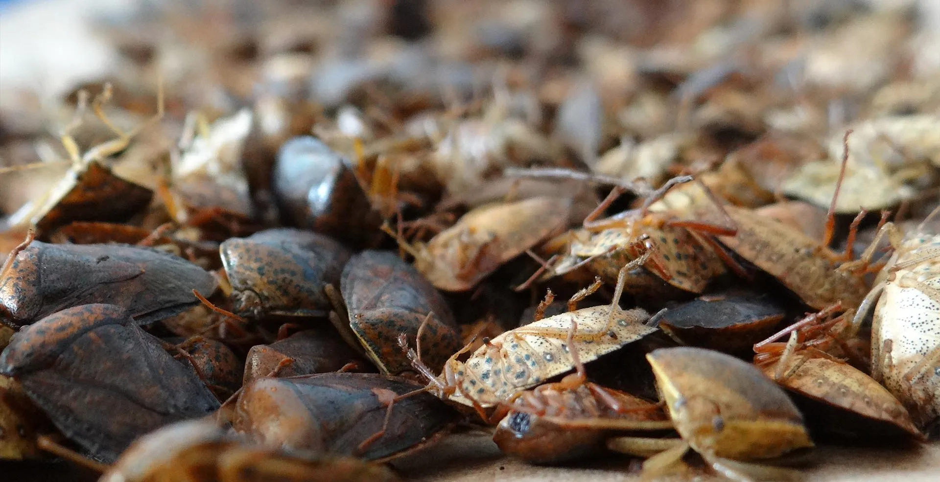 Nota sobre  Conoce los insectos comestibles más populares de México