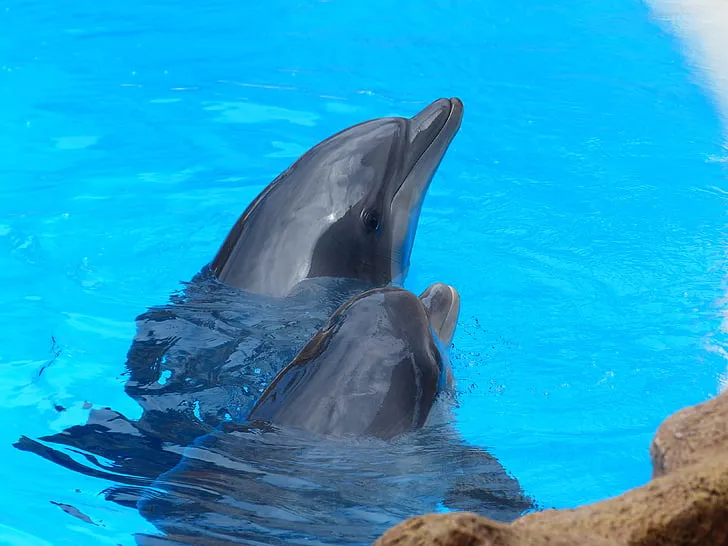 Nota sobre  La experiencia de la natación con delfines en Isla Mujeres 