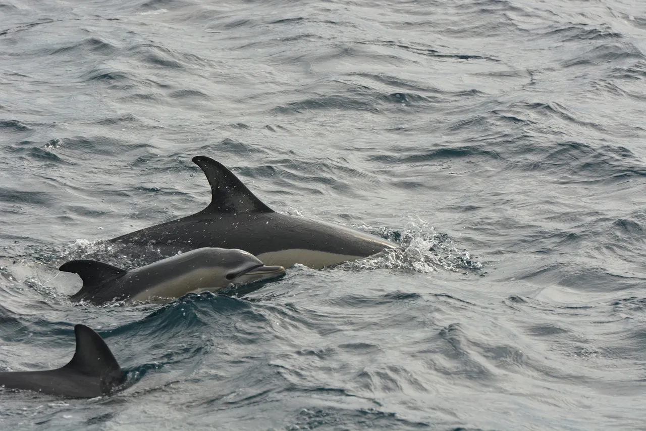 Nota sobre  La experiencia de la natación con delfines en Isla Mujeres 