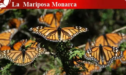 Nota sobre Biosfera El Cielo, Tamaulipas