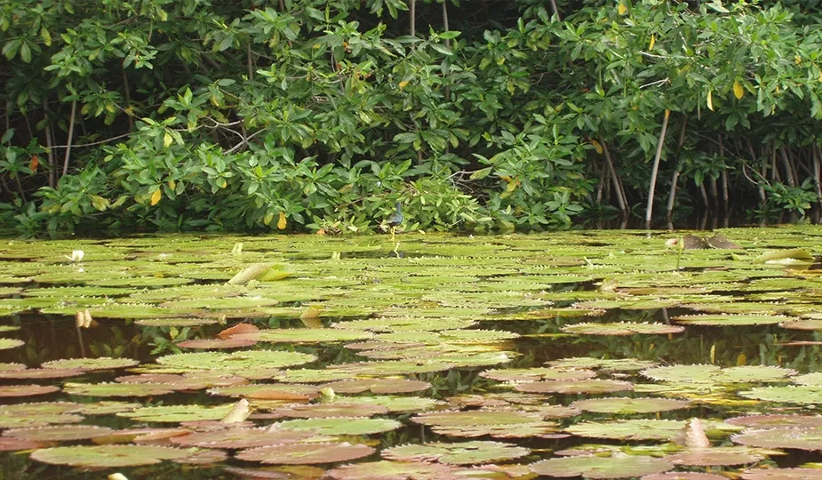 Nota sobre Estero Palo Verde, Colima