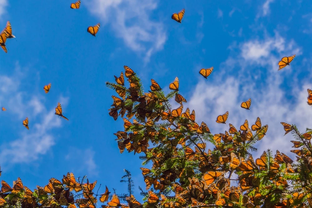 Nota sobre Las mariposas monarca llegan a México en otoño