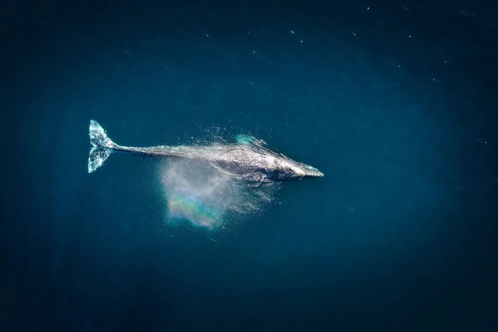 Imagen de Avistamiento de la Ballena Gris en Mexico