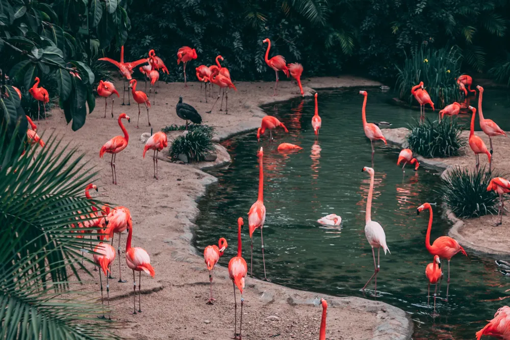 Imagen de Los Flamencos Rosados en Mexico